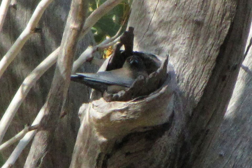 Little Woodswallow (Artamus minor)
